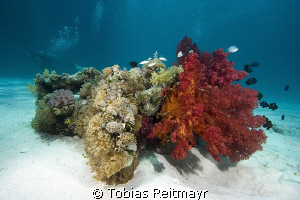 "Explosion" of softcorals, Umma Gamar, Hurghada. by Tobias Reitmayr 